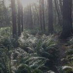 A sunlight Cascadia forest