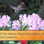 Wealth by nature does not endure—when gained / Do what endures